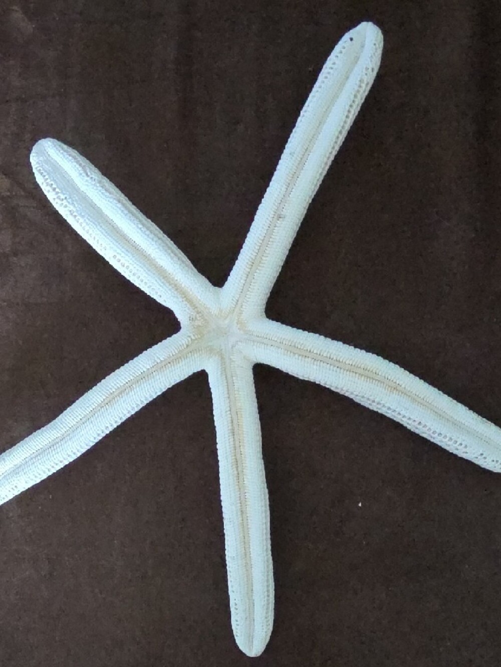 Real Decorative White Two Starfish and Sand Dollar And Sea Biscuit! - Picture 12 of 12